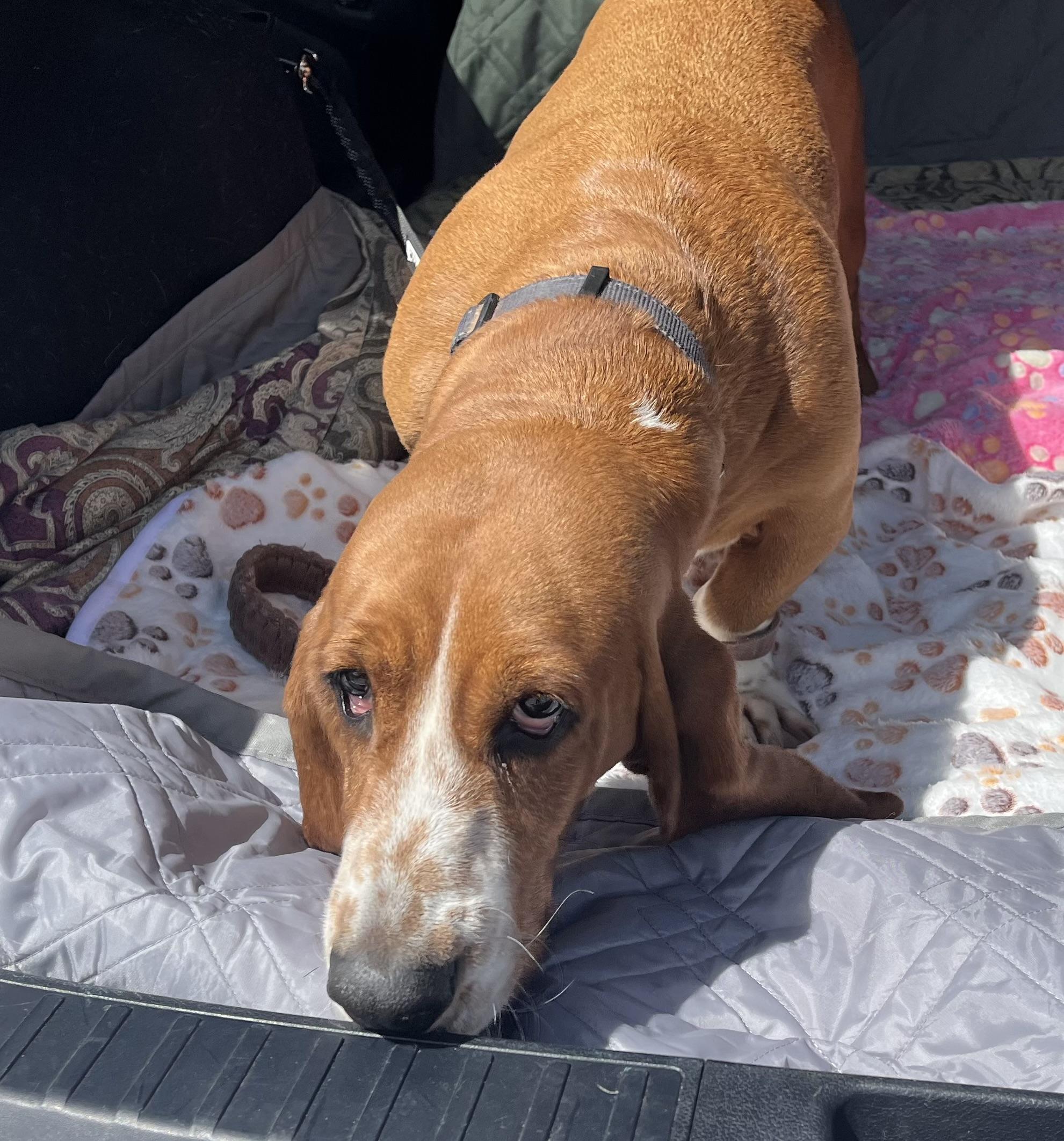 Enlarge Rosie, a ADOPTABLE Basset Hound in Auburndale, FL image 3/3