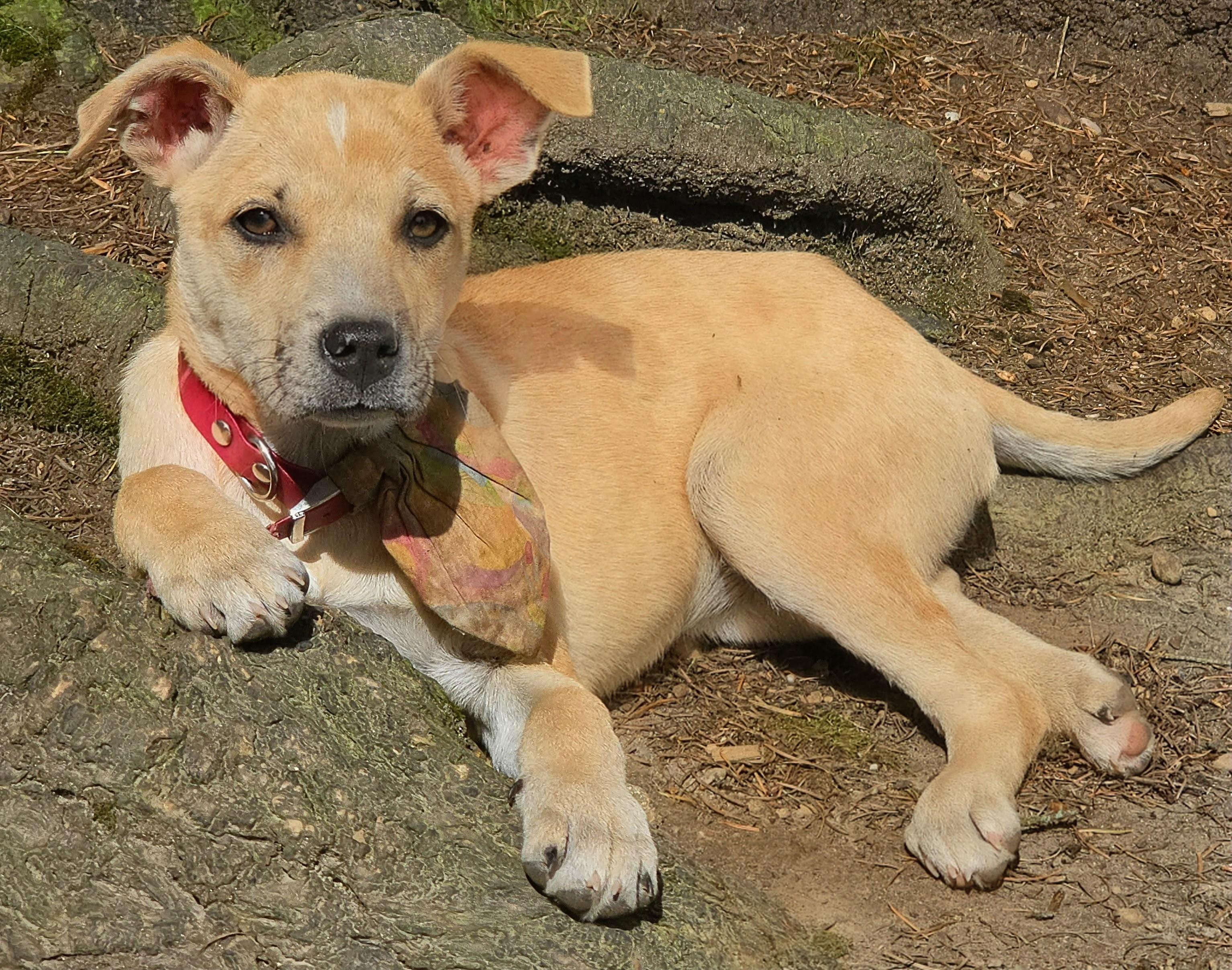 Penny, adopted, Puppy Female Carolina Dog.