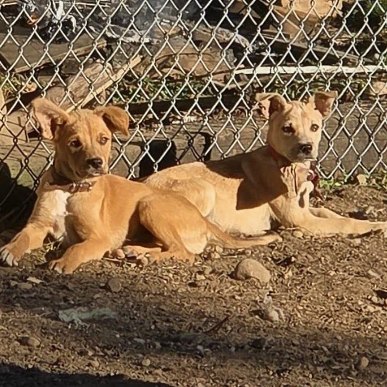 Enlarge Penny, an adopted Carolina Dog in Tacoma, WA image 5/5