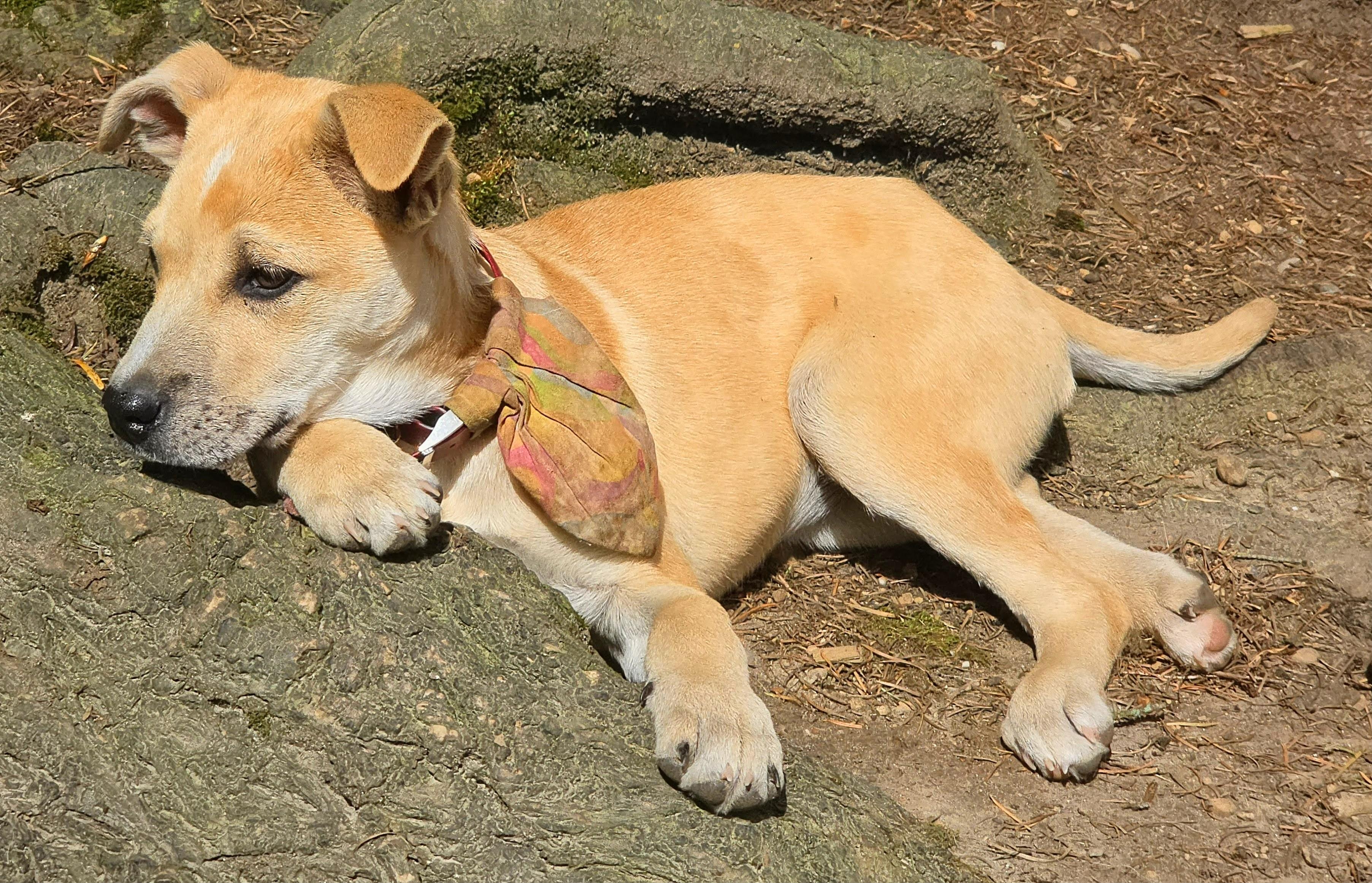 Enlarge Penny, an adopted Carolina Dog in Tacoma, WA image 2/5