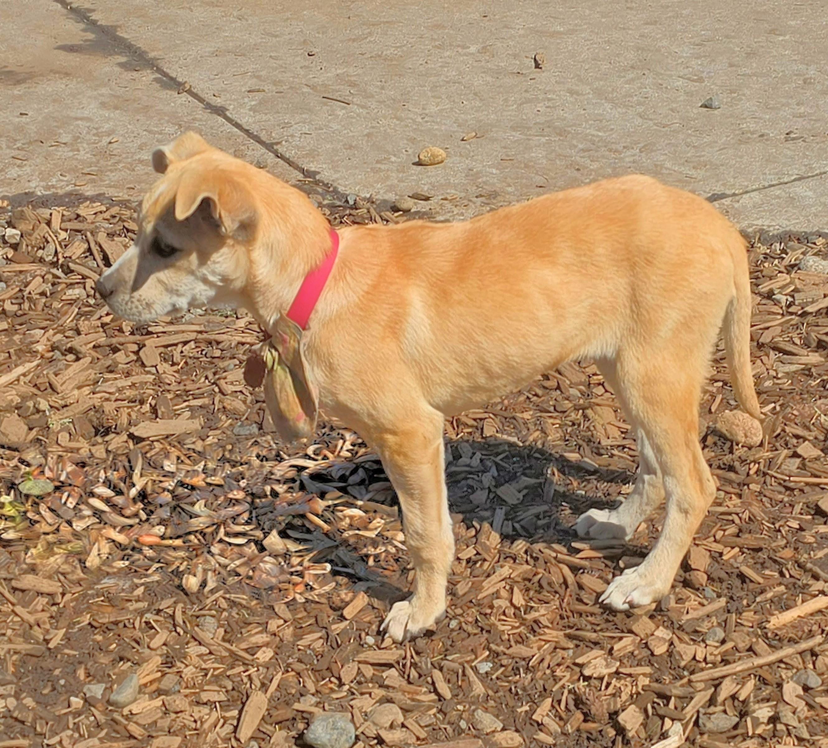 Enlarge Penny, an adopted Carolina Dog in Tacoma, WA image 3/5