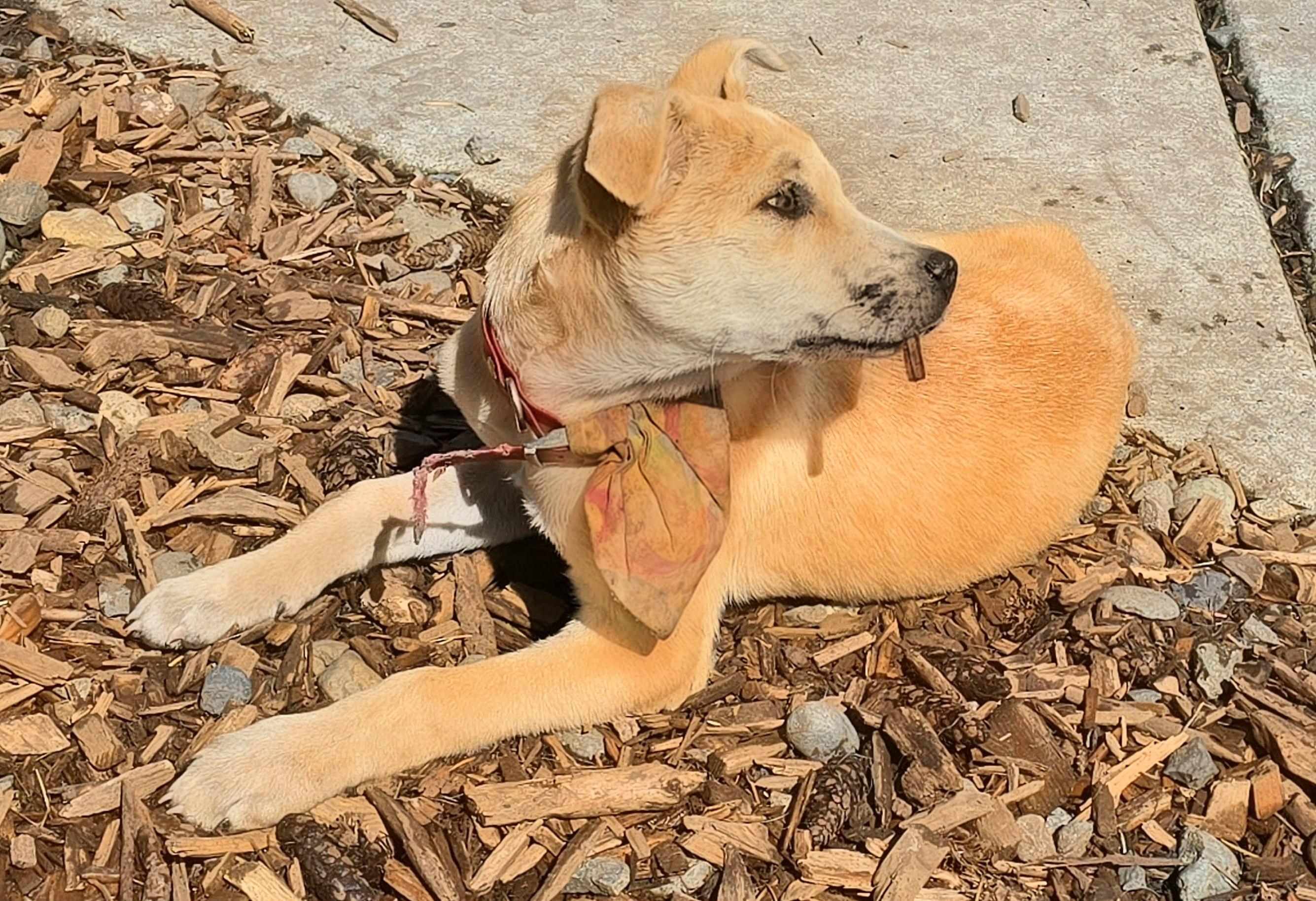 Enlarge Penny, an adopted Carolina Dog in Tacoma, WA image 4/5