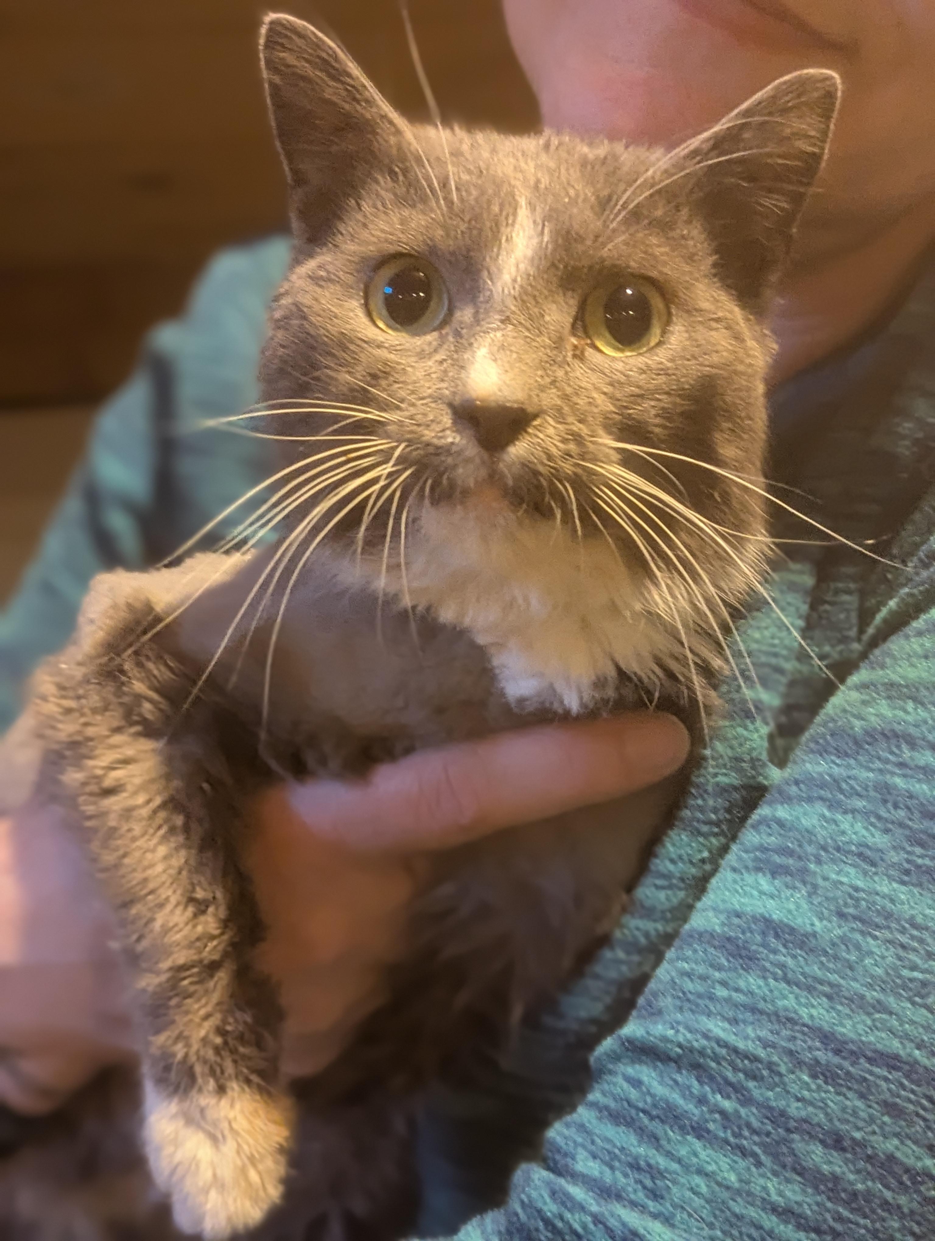 Enlarge Rosa, a ADOPTABLE Domestic Short Hair in Johnstown, PA image 2/2