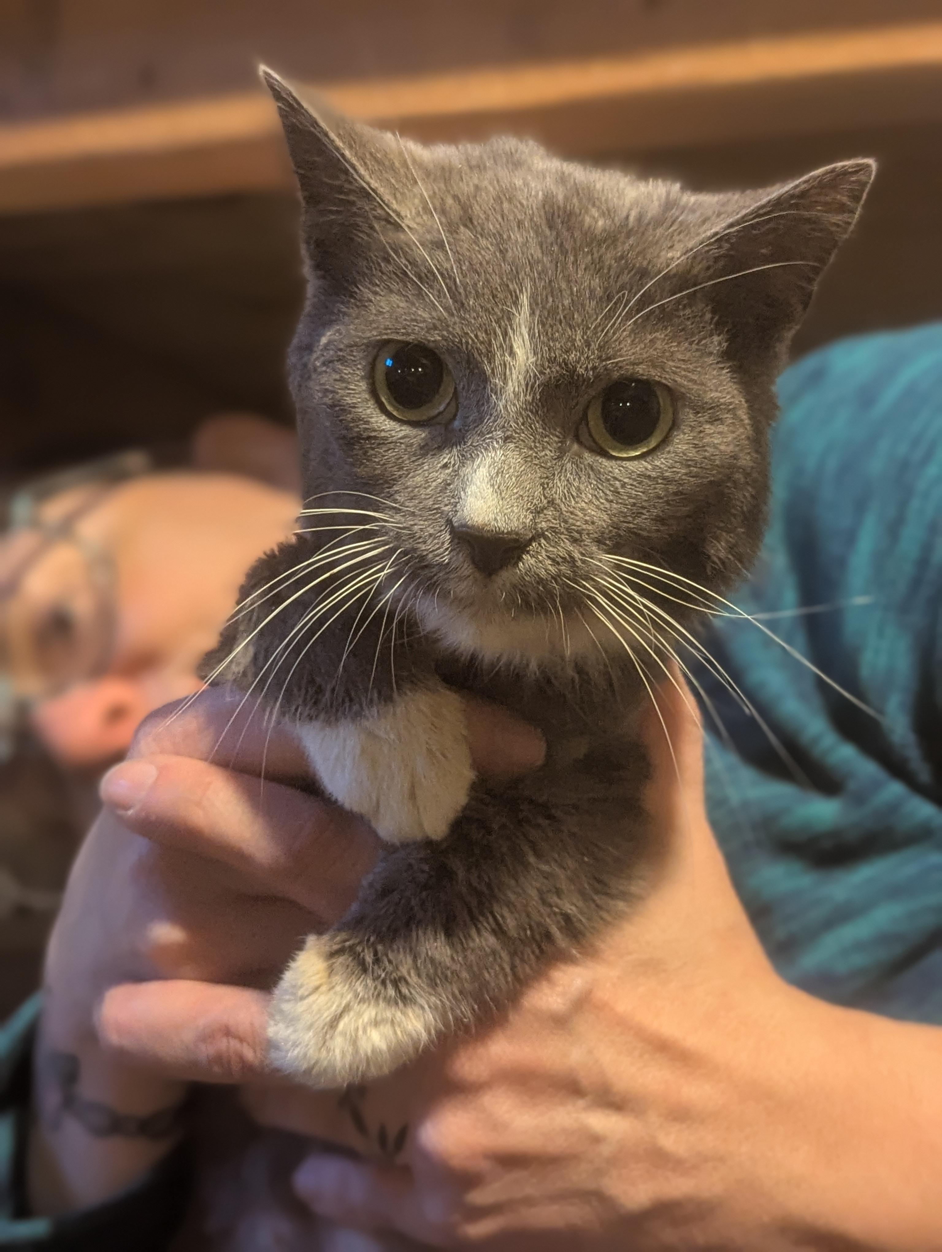 Enlarge Rosa, a ADOPTABLE Domestic Short Hair in Johnstown, PA image 1/2