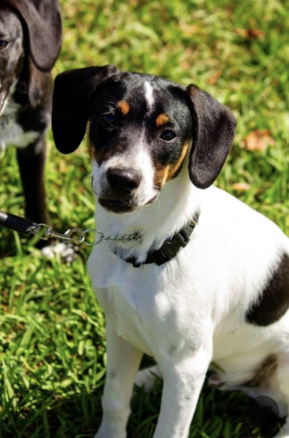 Tango, Adoptable, Young Male Rat Terrier & Labrador Retriever.
