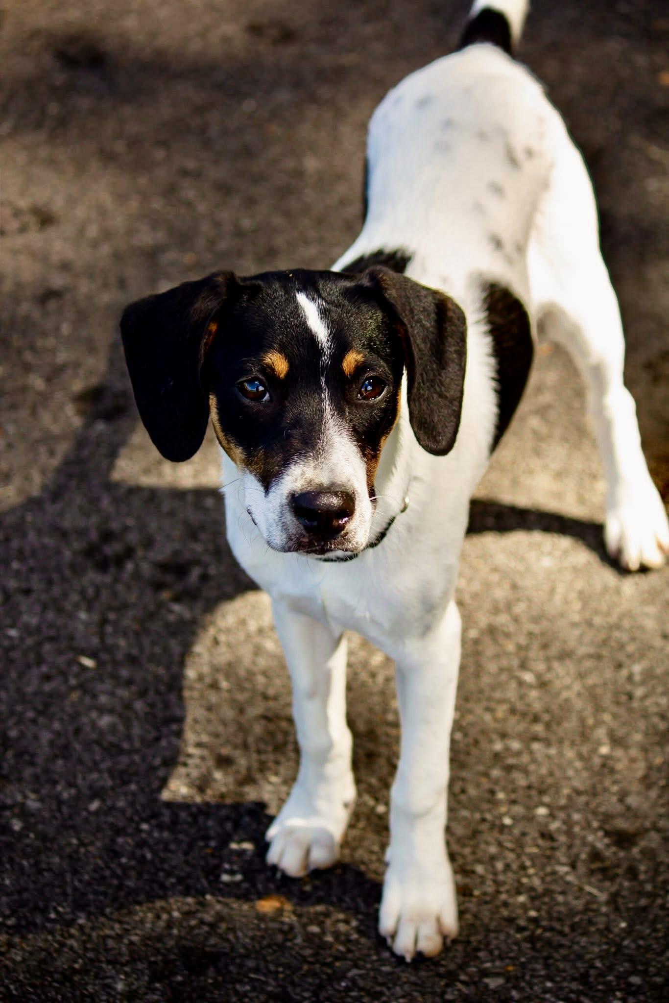 Tango, a Adoptable mixed breed in Ooltewah, TN image 5/6