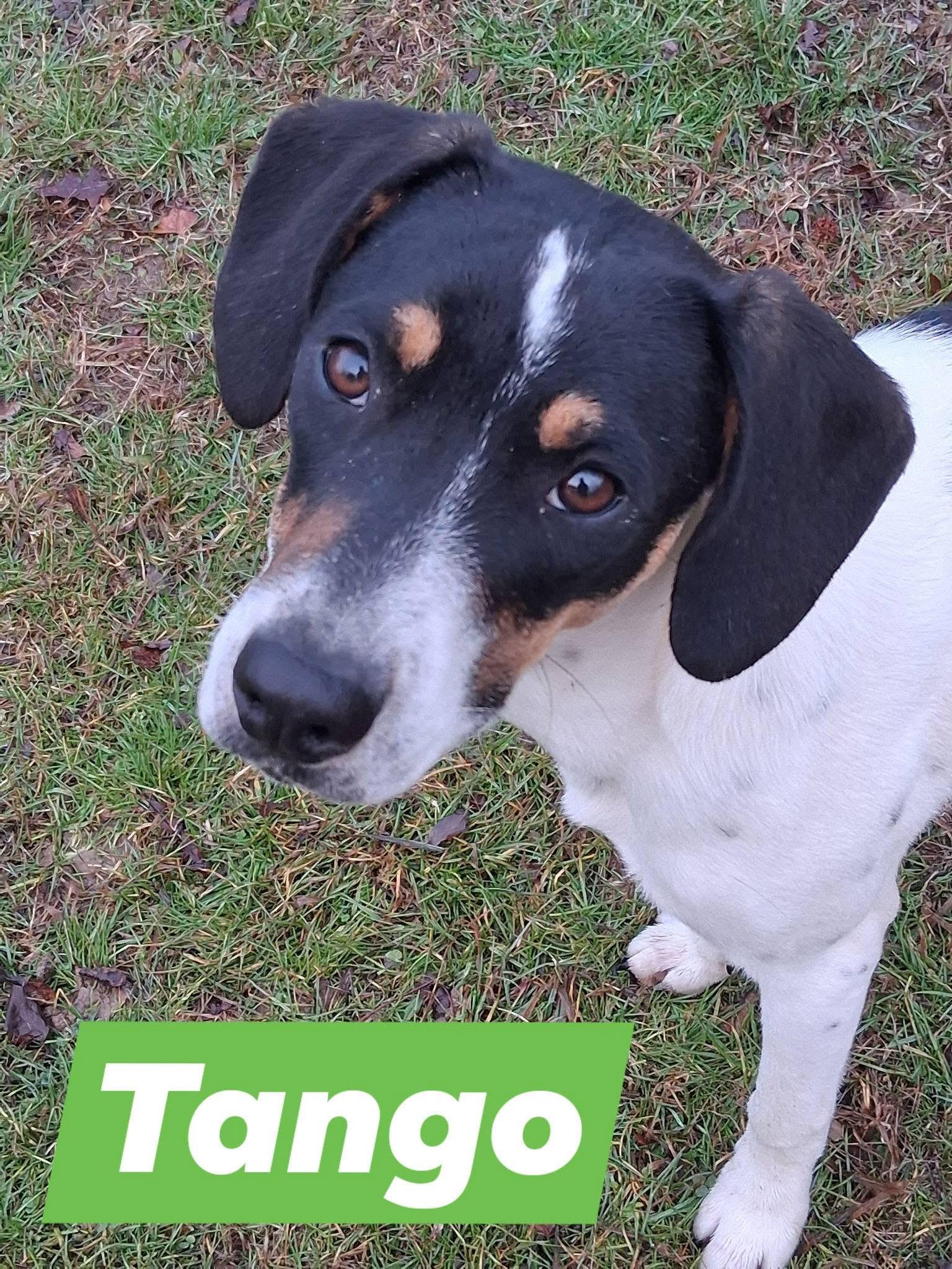 Tango, a Adoptable mixed breed in Ooltewah, TN image 3/6