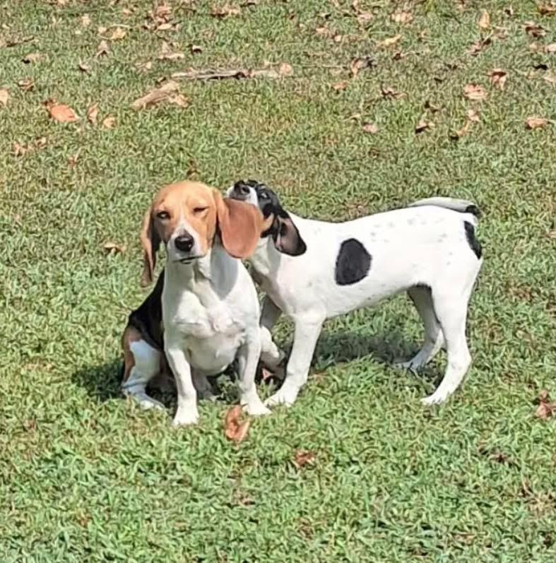 Tango, a Adoptable mixed breed in Ooltewah, TN image 6/6