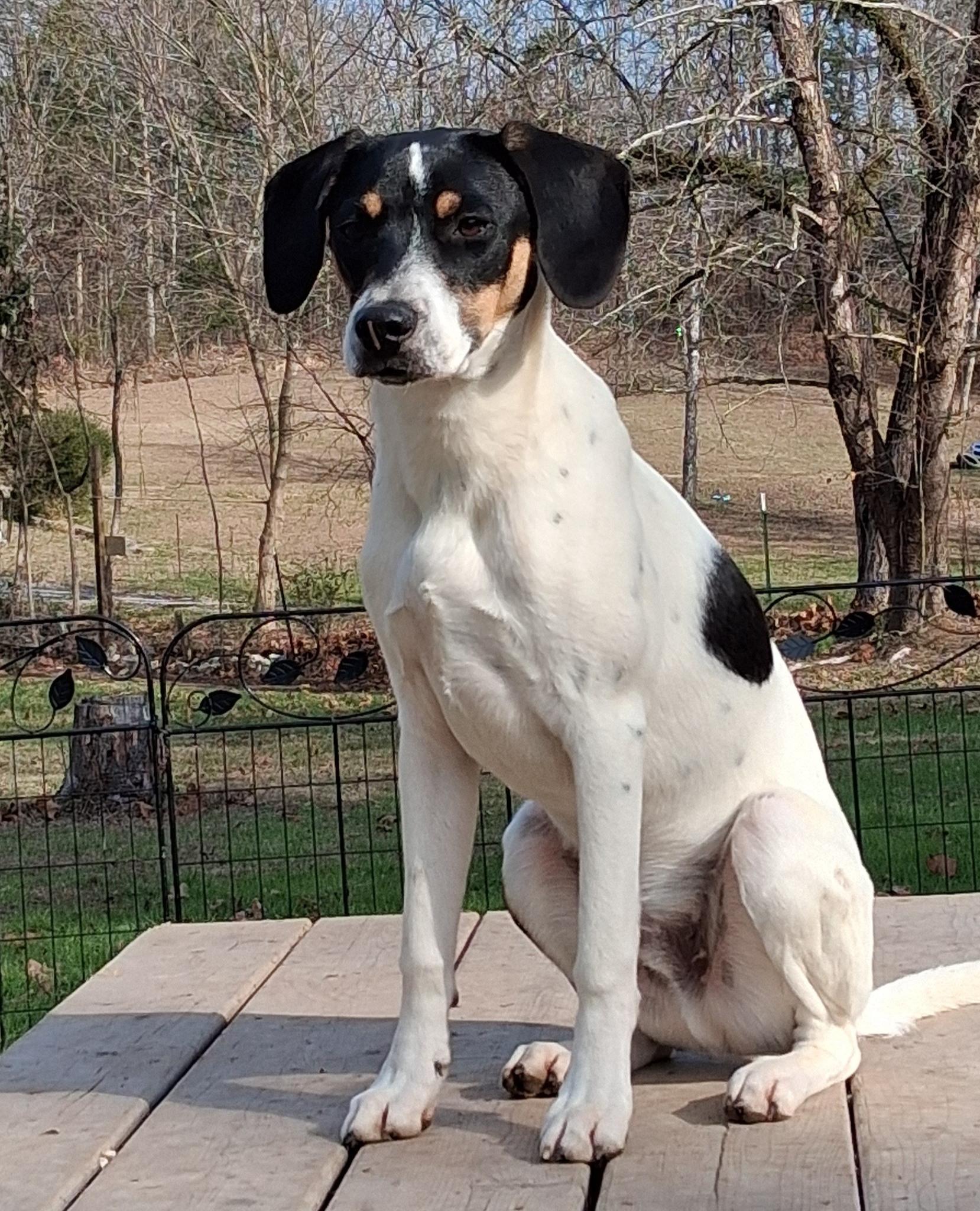 Tango, a Adoptable mixed breed in Ooltewah, TN image 2/6