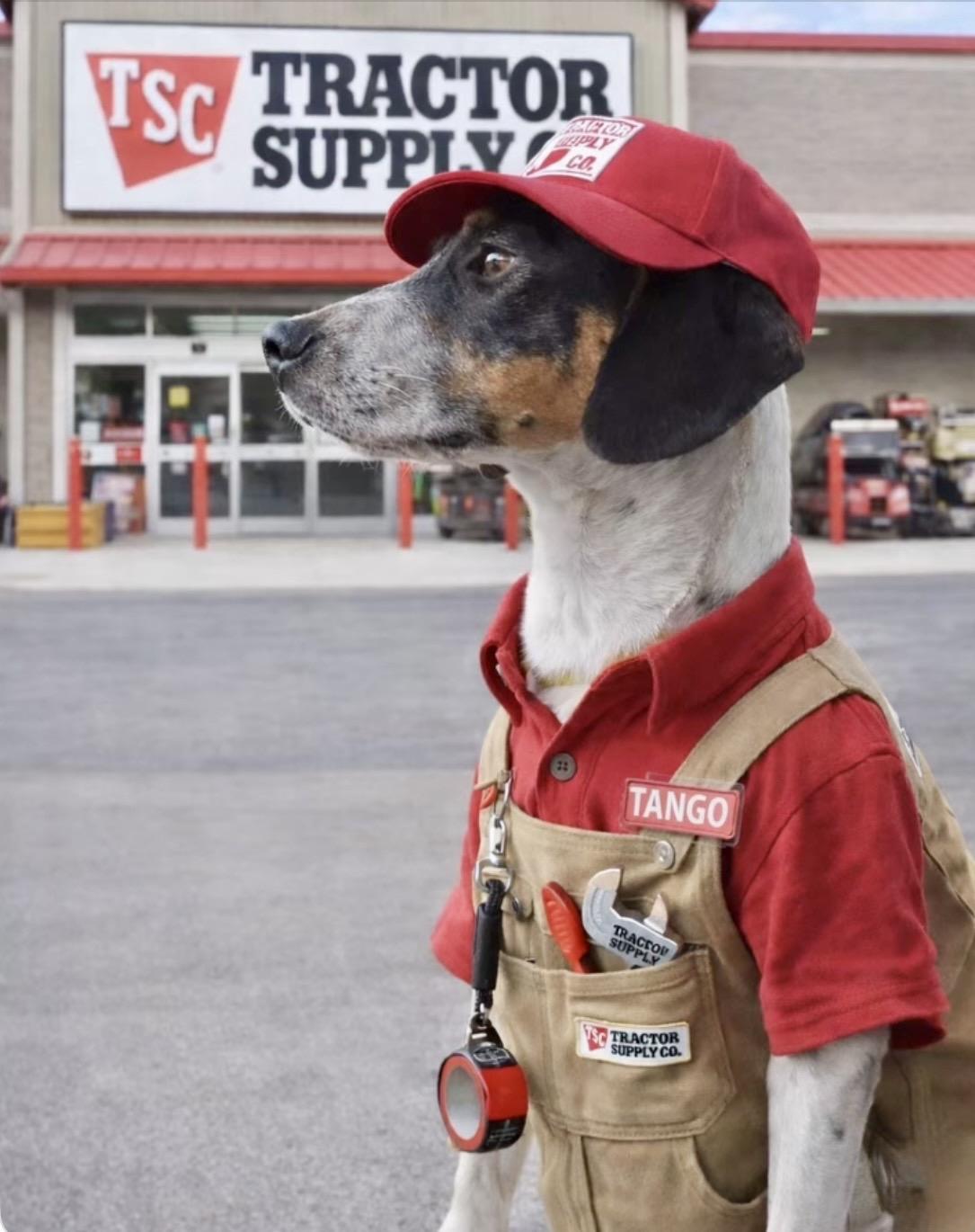 Tango, Adoptable, Young Male Rat Terrier & Labrador Retriever.