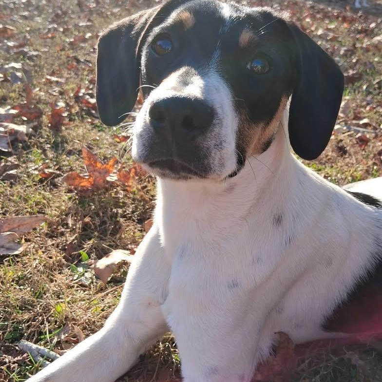 Tango, a Adoptable mixed breed in Ooltewah, TN image 2/6