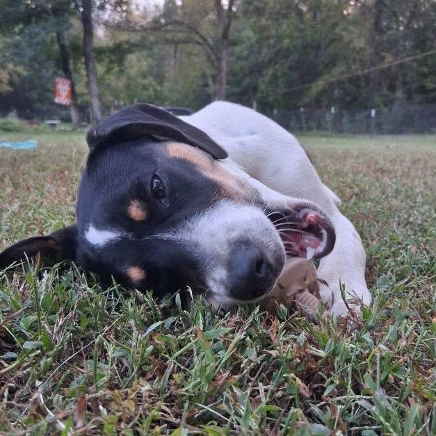 Tango, a Adoptable mixed breed in Ooltewah, TN image 4/6