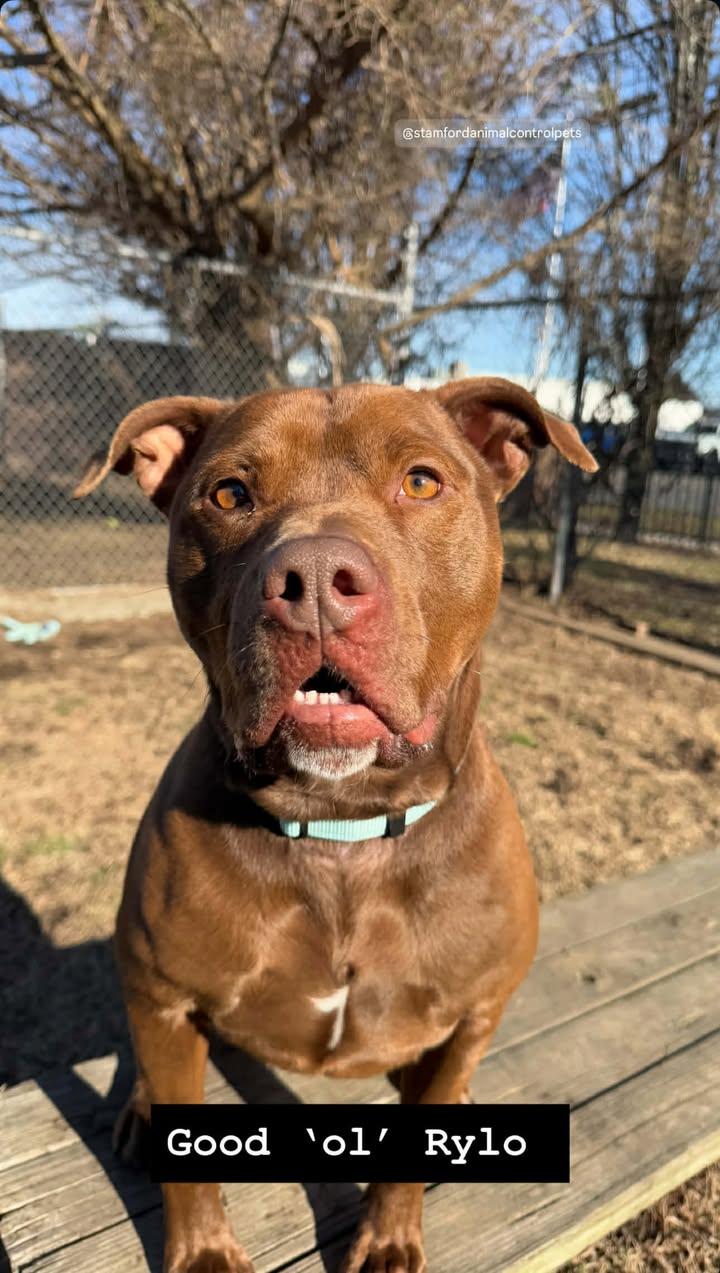 Enlarge Rylo, a Adoptable American Staffordshire Terrier in Stamford, CT image 2/3
