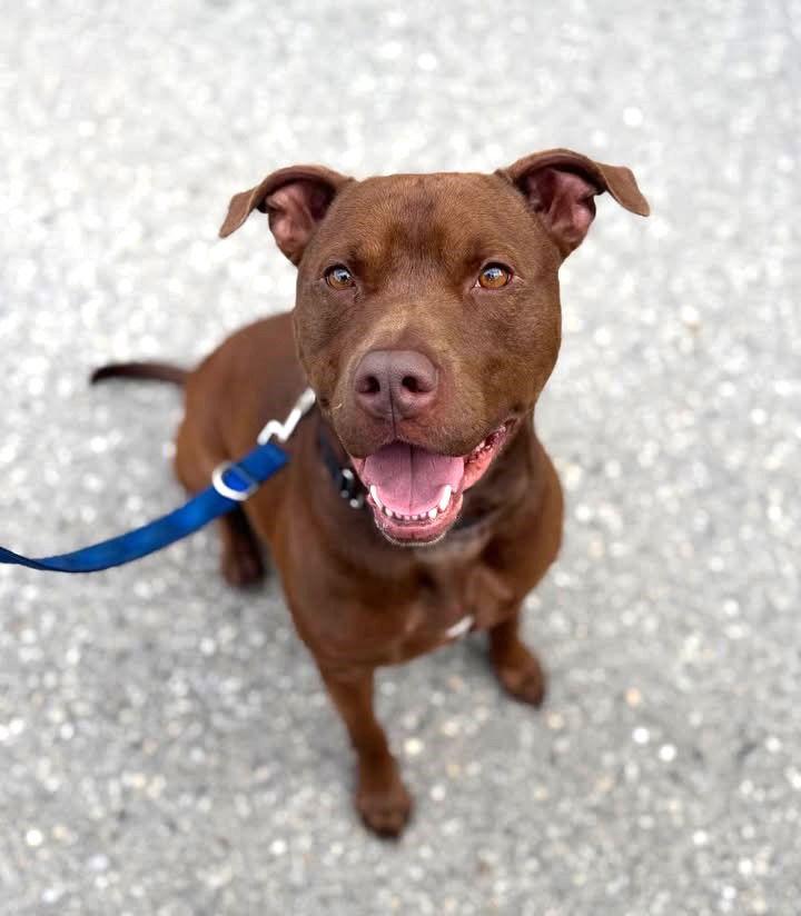 Enlarge Rylo, a Adoptable American Staffordshire Terrier in Stamford, CT image 2/3