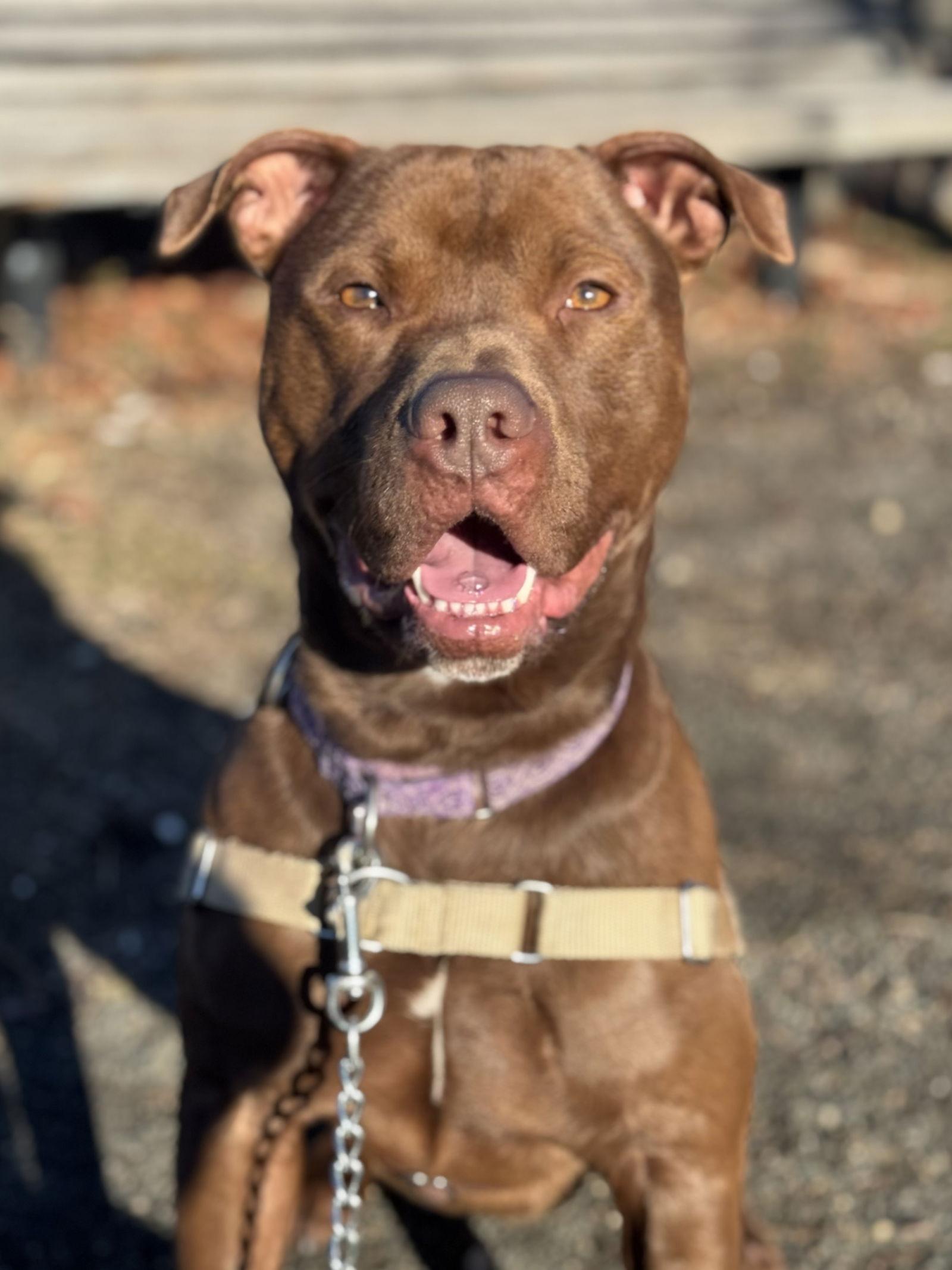 Enlarge Rylo, a Adoptable American Staffordshire Terrier in Stamford, CT image 3/3