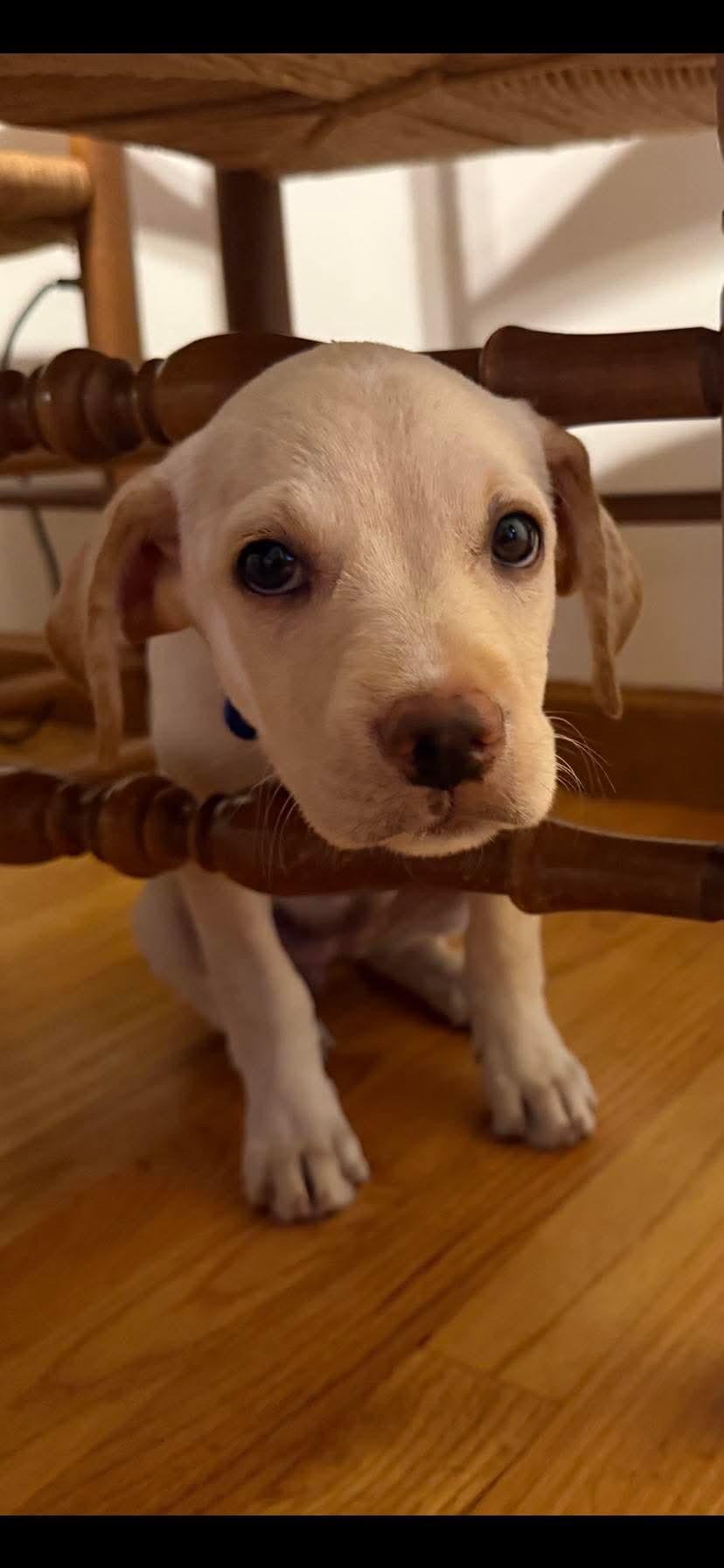 Tiny, Adoptable, Puppy Female Labrador Retriever & Chihuahua.