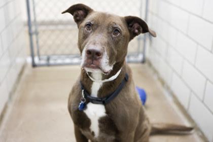 Hershey, Adoptable, Senior Male American Bulldog & Mixed Breed.