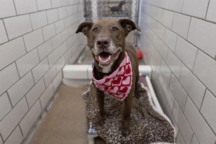 Enlarge Hershey, a Adoptable mixed breed in Golden Valley, MN image 3/3