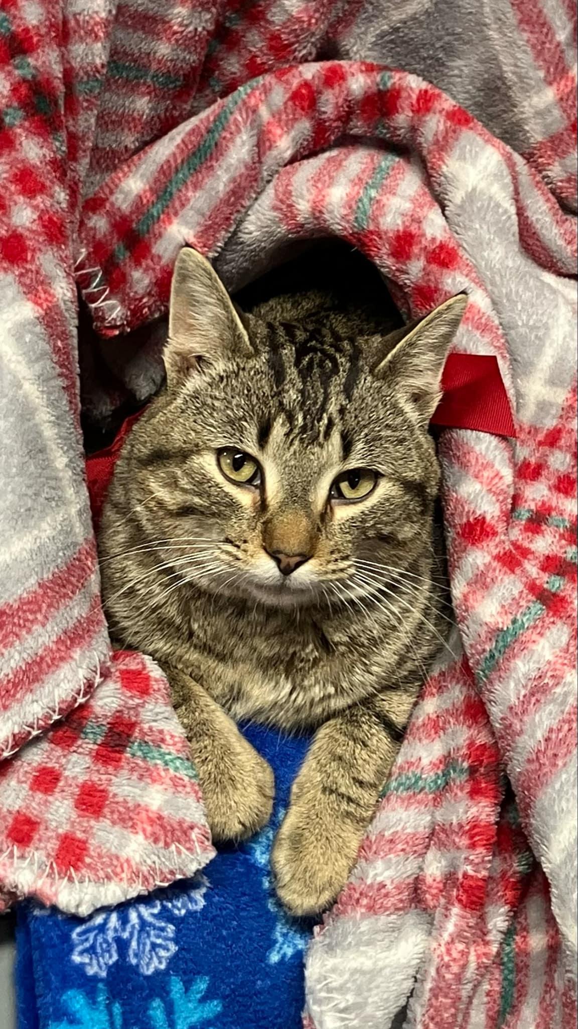 Ozzie, ADOPTABLE, Young Male Tabby.