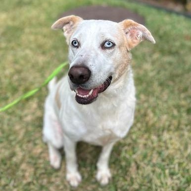 Enlarge Mabeline – Gentle, Sweet & Loving!  Great w/dogs, people & Kids!, a Adopted mixed breed in Roanoke, VA image 4/6