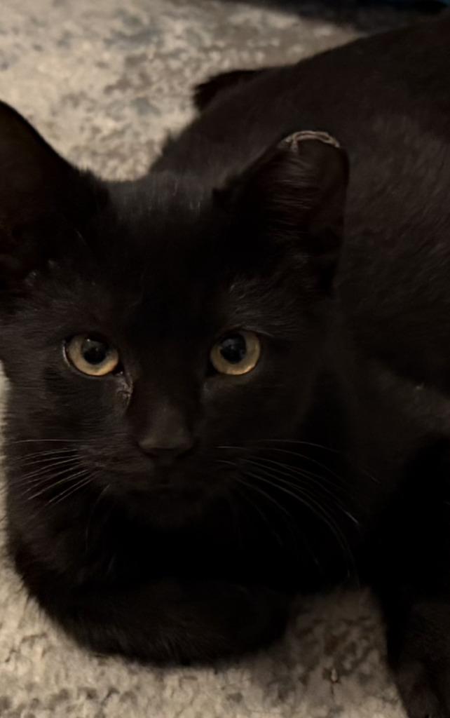 Flo, Adoptable, Kitten Female Domestic Short Hair.