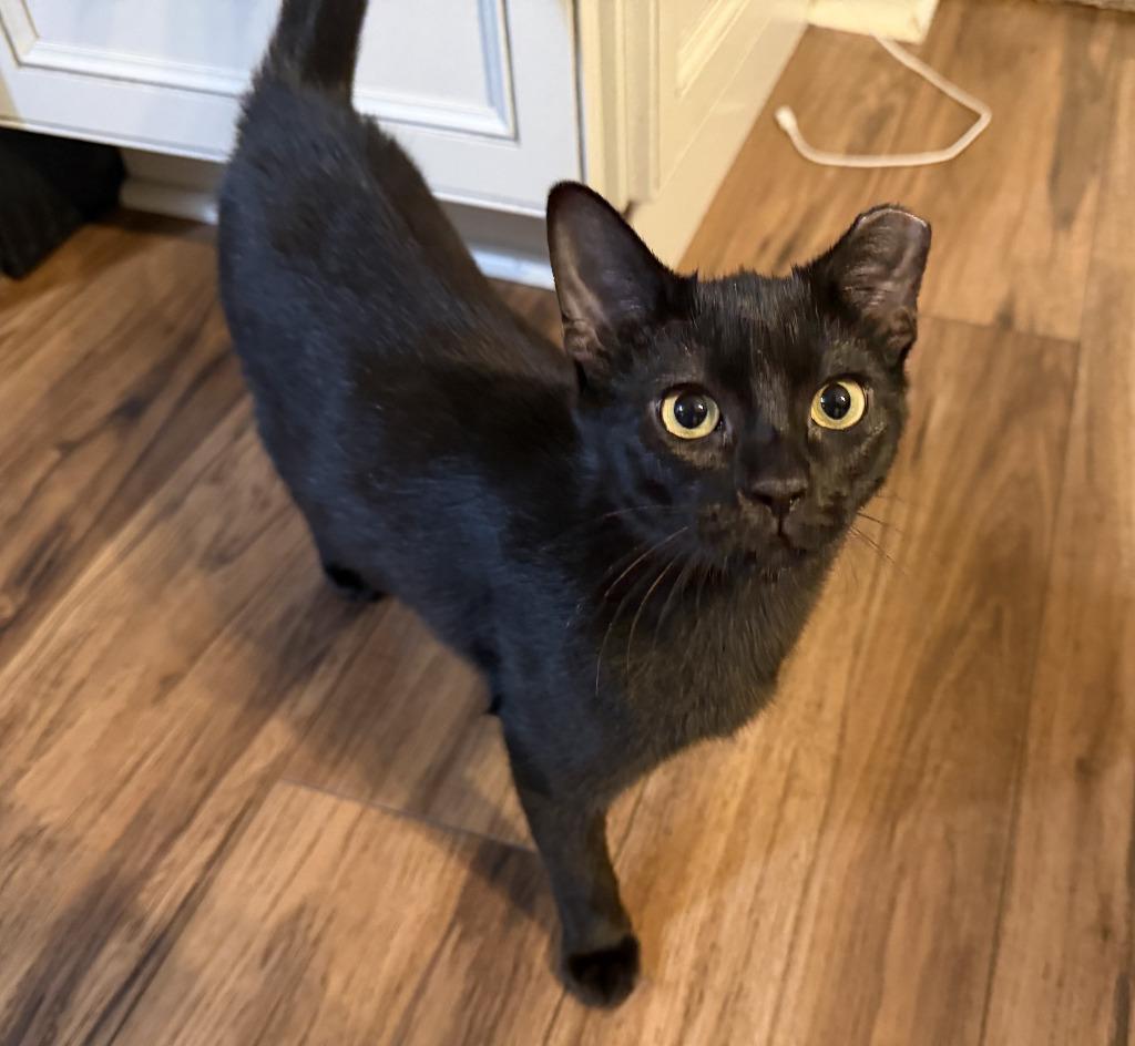 Enlarge Flo, a Adoptable mixed breed in Warren, MI image 2/5