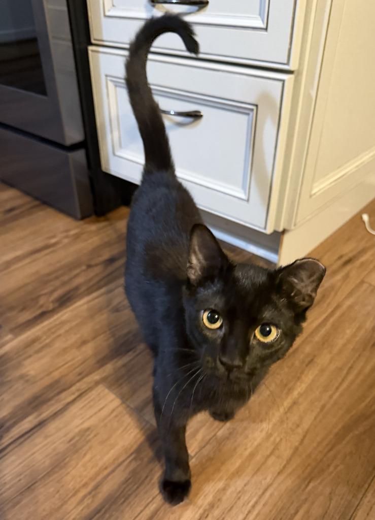 Enlarge Flo, a Adoptable mixed breed in Warren, MI image 4/5