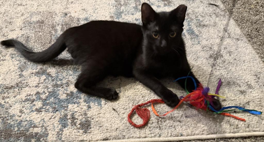 Enlarge Flo, a Adoptable mixed breed in Warren, MI image 5/5