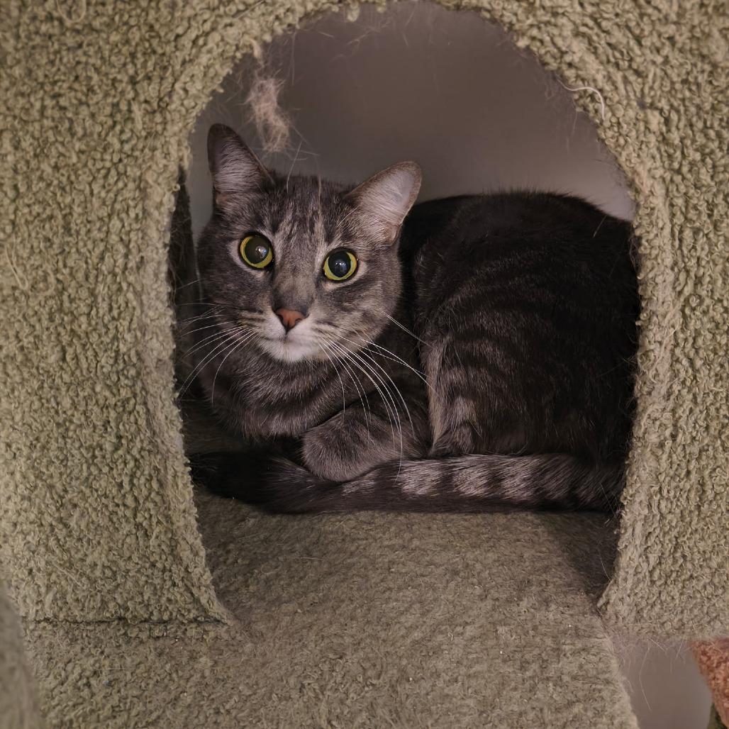 Enlarge Shmi, a Adoptable Domestic Short Hair in Las Vegas, NV image 1/3