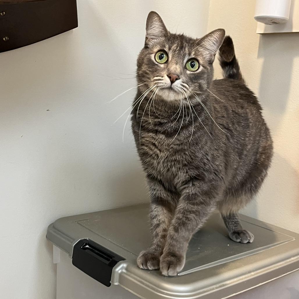 Shmi, a Adoptable Domestic Short Hair in Las Vegas, NV image 2/6