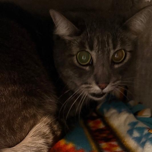 Enlarge Shmi, a Adoptable Domestic Short Hair in Las Vegas, NV image 1/2