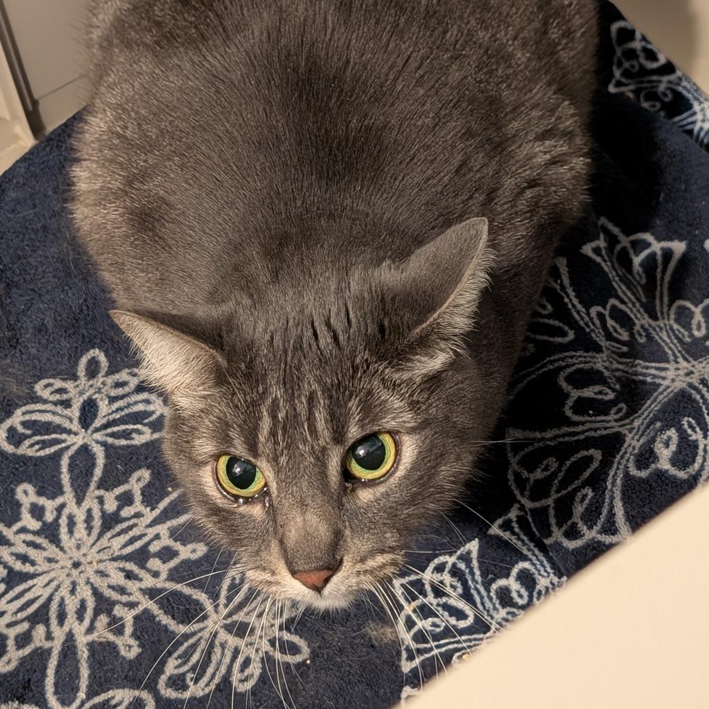 Shmi, Adoptable, Adult Female Domestic Short Hair.