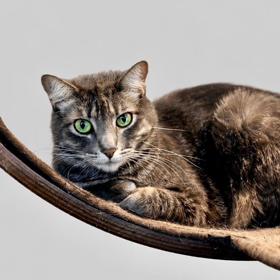 Enlarge Shmi, a Adoptable Domestic Short Hair in Las Vegas, NV image 2/6
