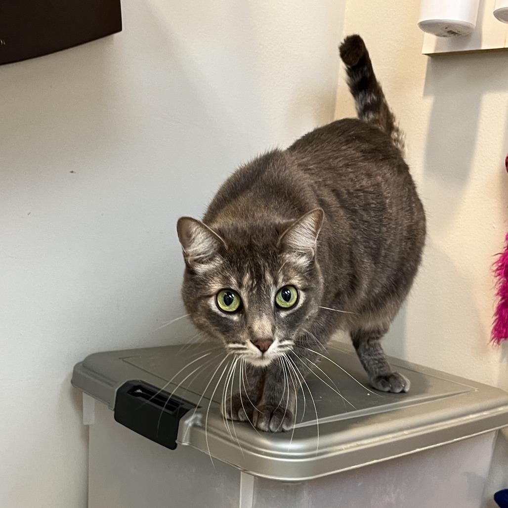 Enlarge Shmi, a Adoptable Domestic Short Hair in Las Vegas, NV image 3/6