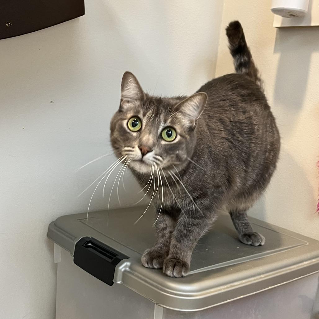Shmi, a Adoptable Domestic Short Hair in Las Vegas, NV image 5/6