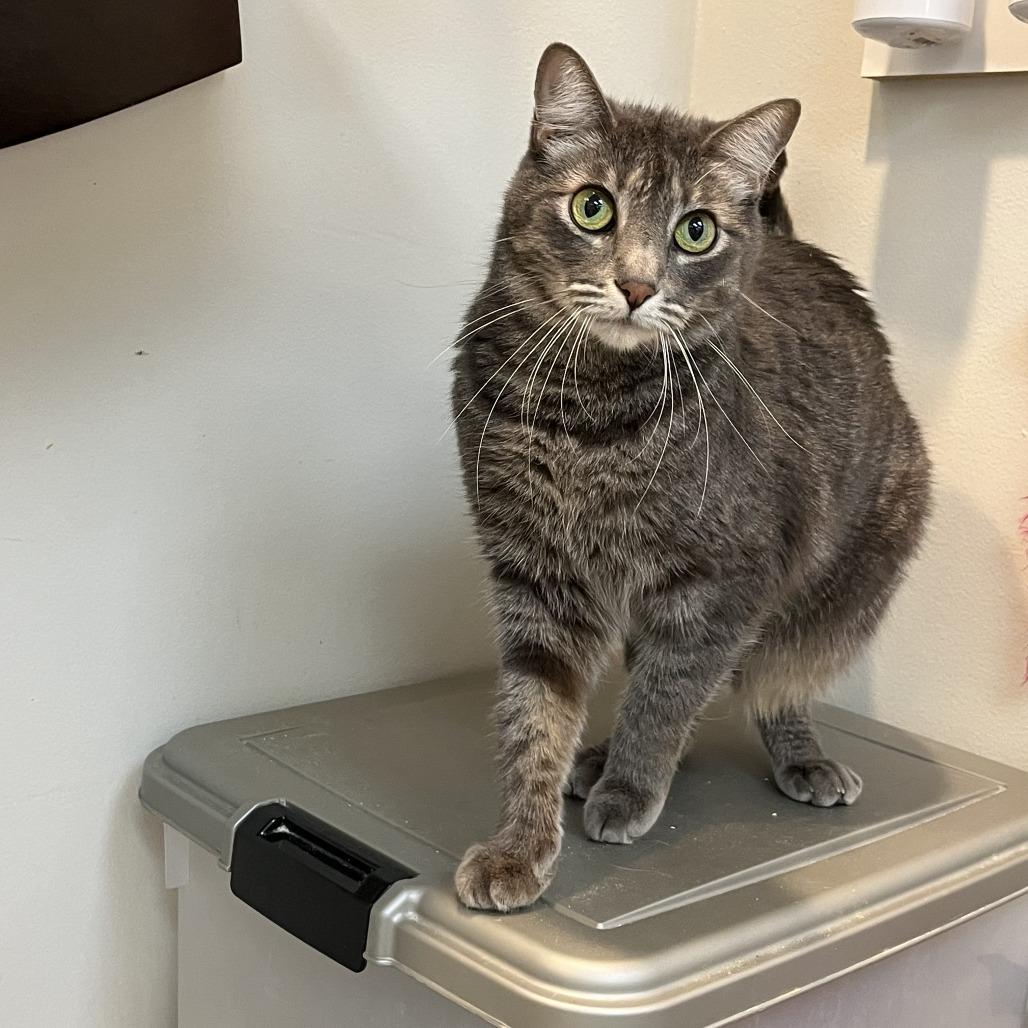 Shmi, a Adoptable Domestic Short Hair in Las Vegas, NV image 6/6