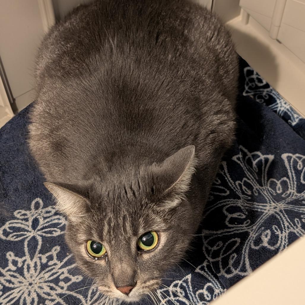 Enlarge Shmi, a Adoptable Domestic Short Hair in Las Vegas, NV image 2/2