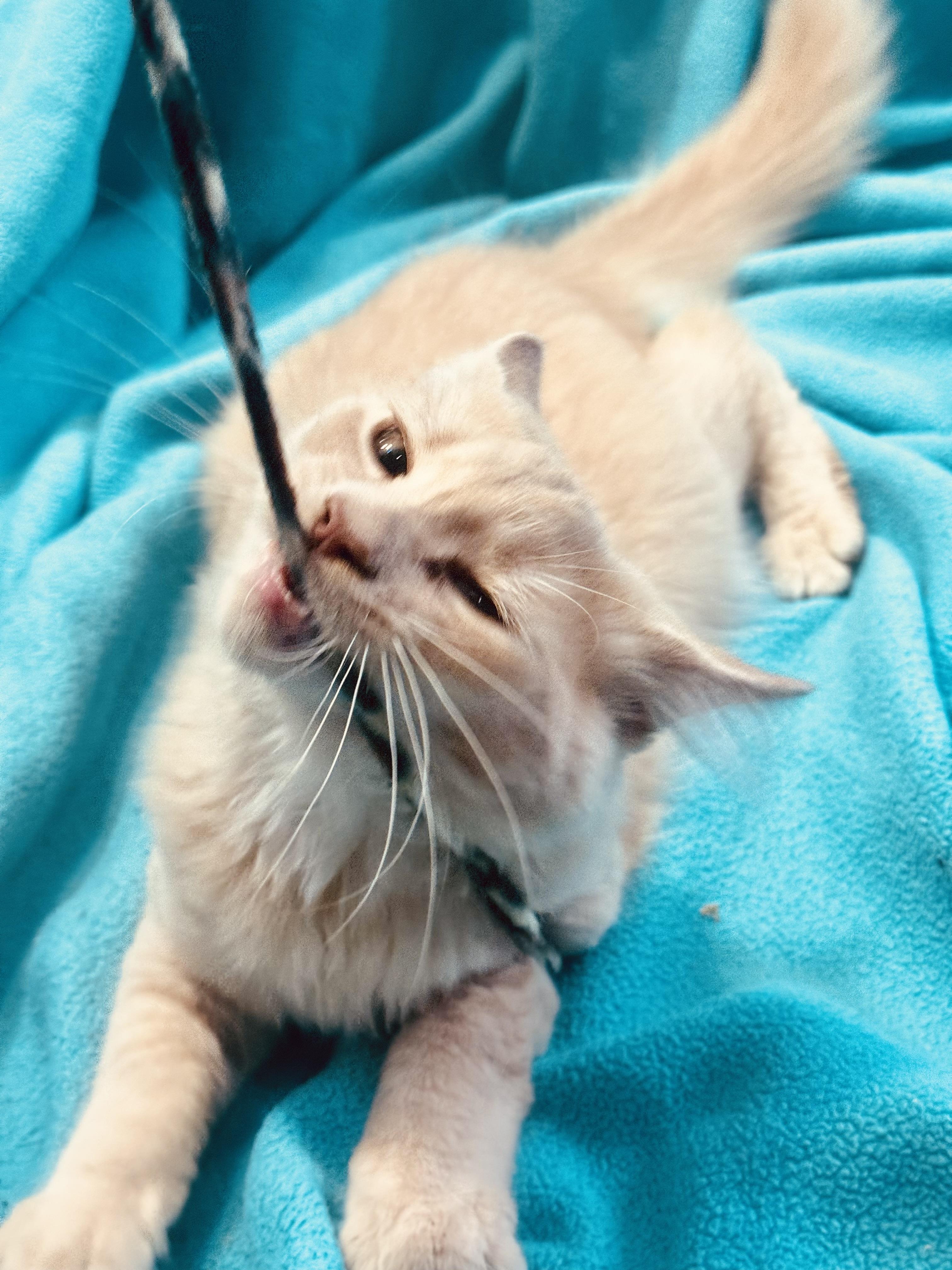 Enlarge Sophie (f) and Calcifer (m), a Adoptable Domestic Short Hair in Temple, PA image 5/6