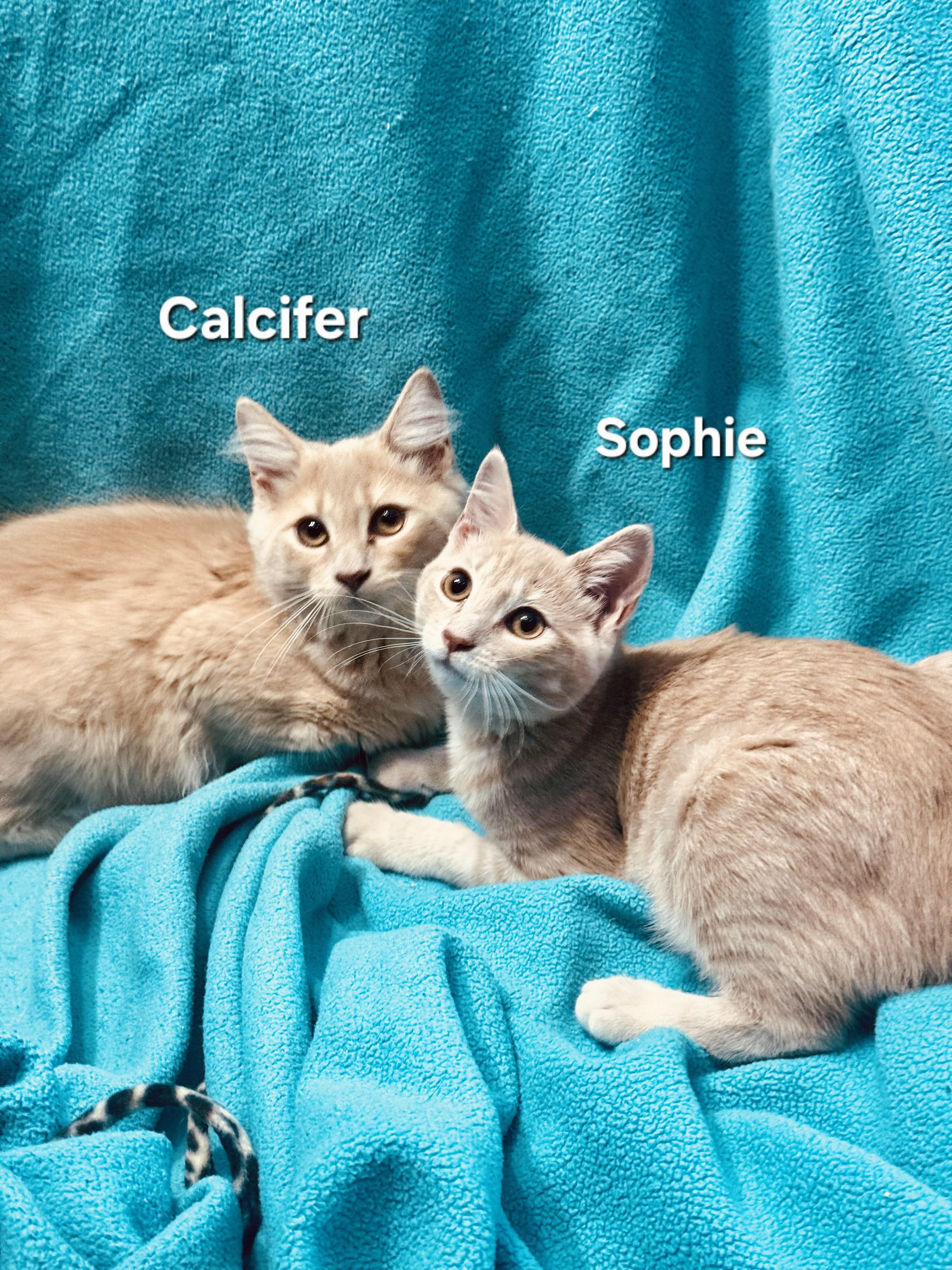 Sophie (f) and Calcifer (m), Adoptable, Kitten Male Domestic Short Hair.