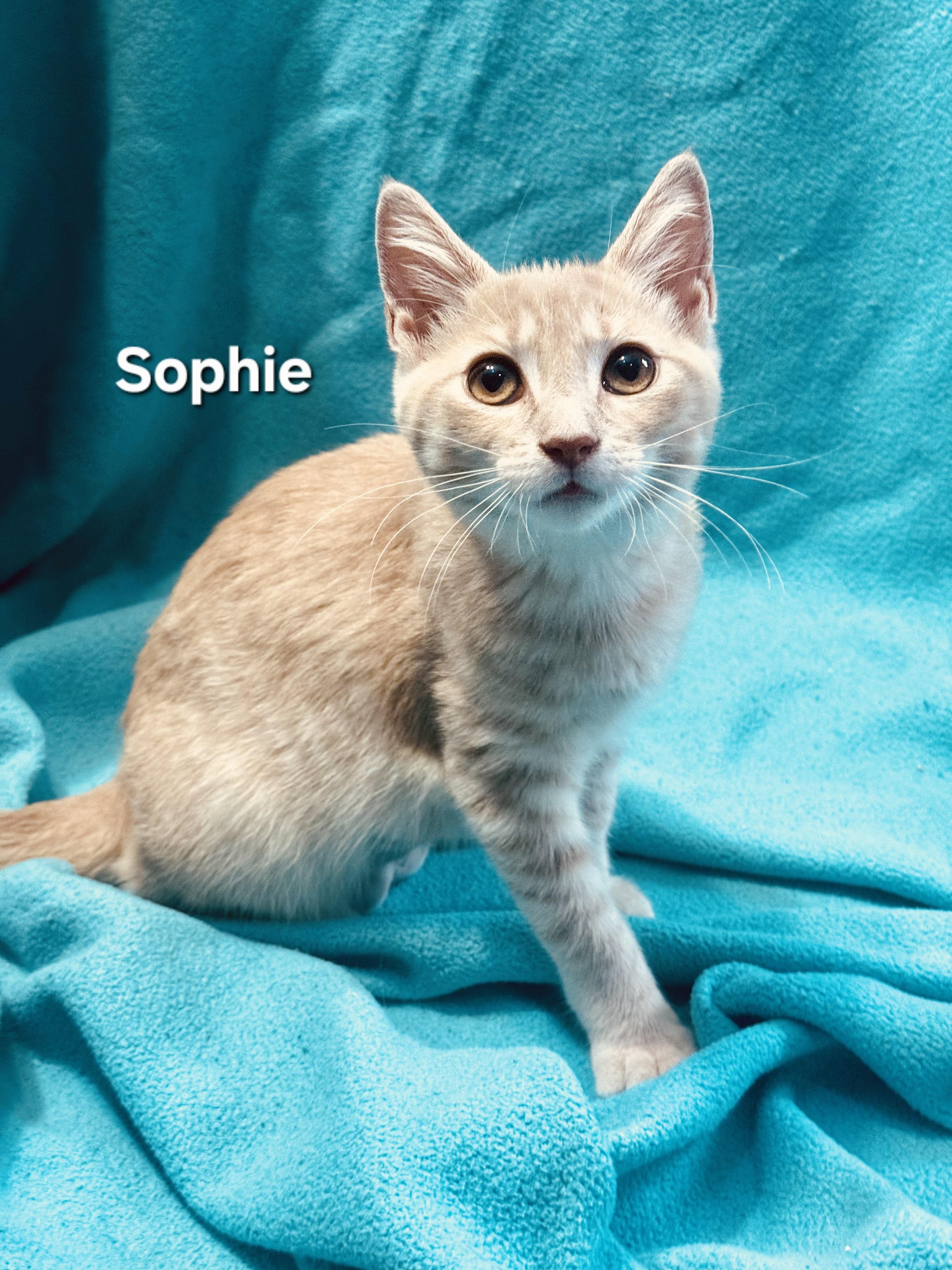 Enlarge Sophie (f) and Calcifer (m), a Adoptable Domestic Short Hair in Temple, PA image 2/6