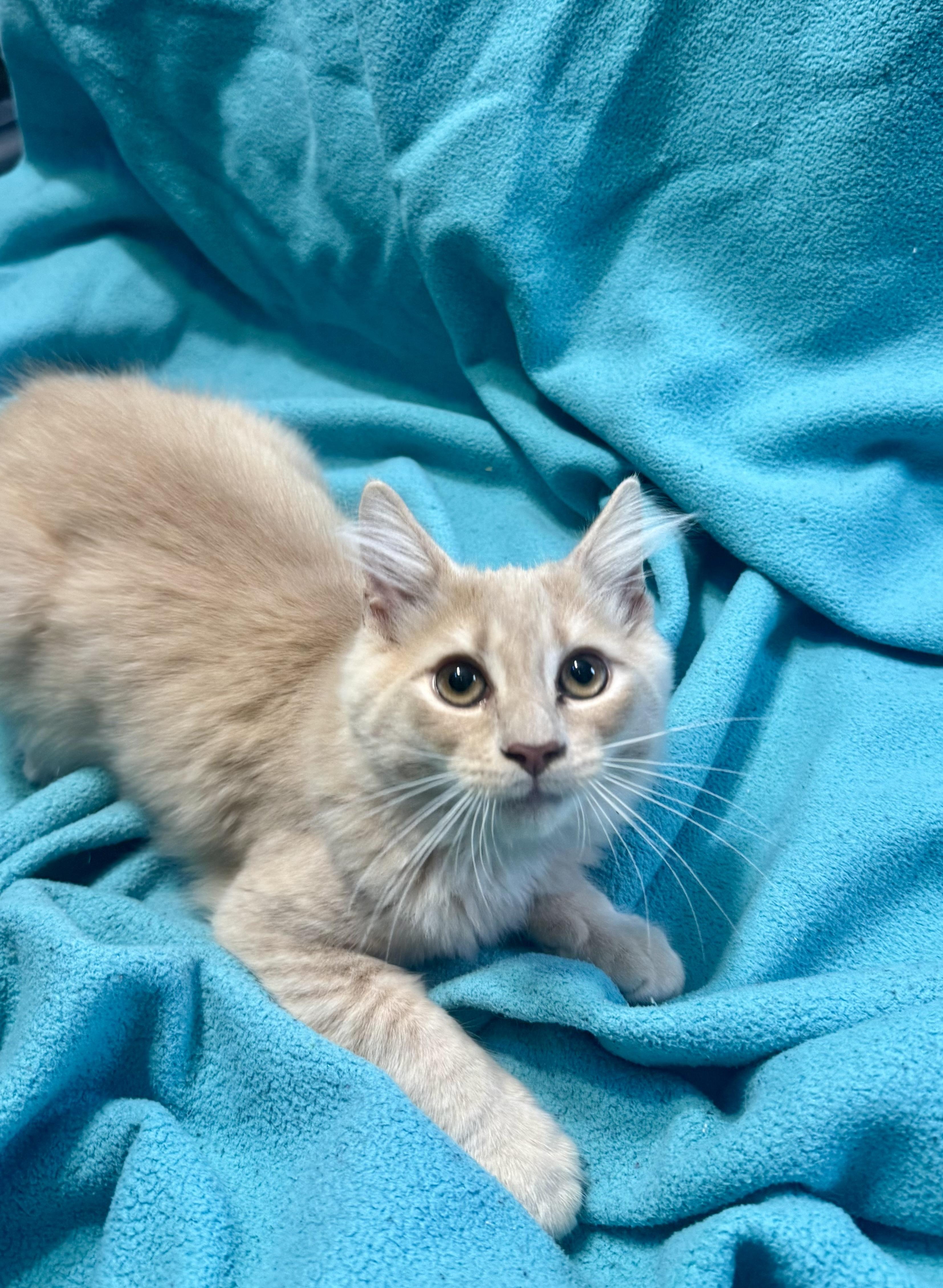 Enlarge Sophie (f) and Calcifer (m), a Adoptable Domestic Short Hair in Temple, PA image 6/6