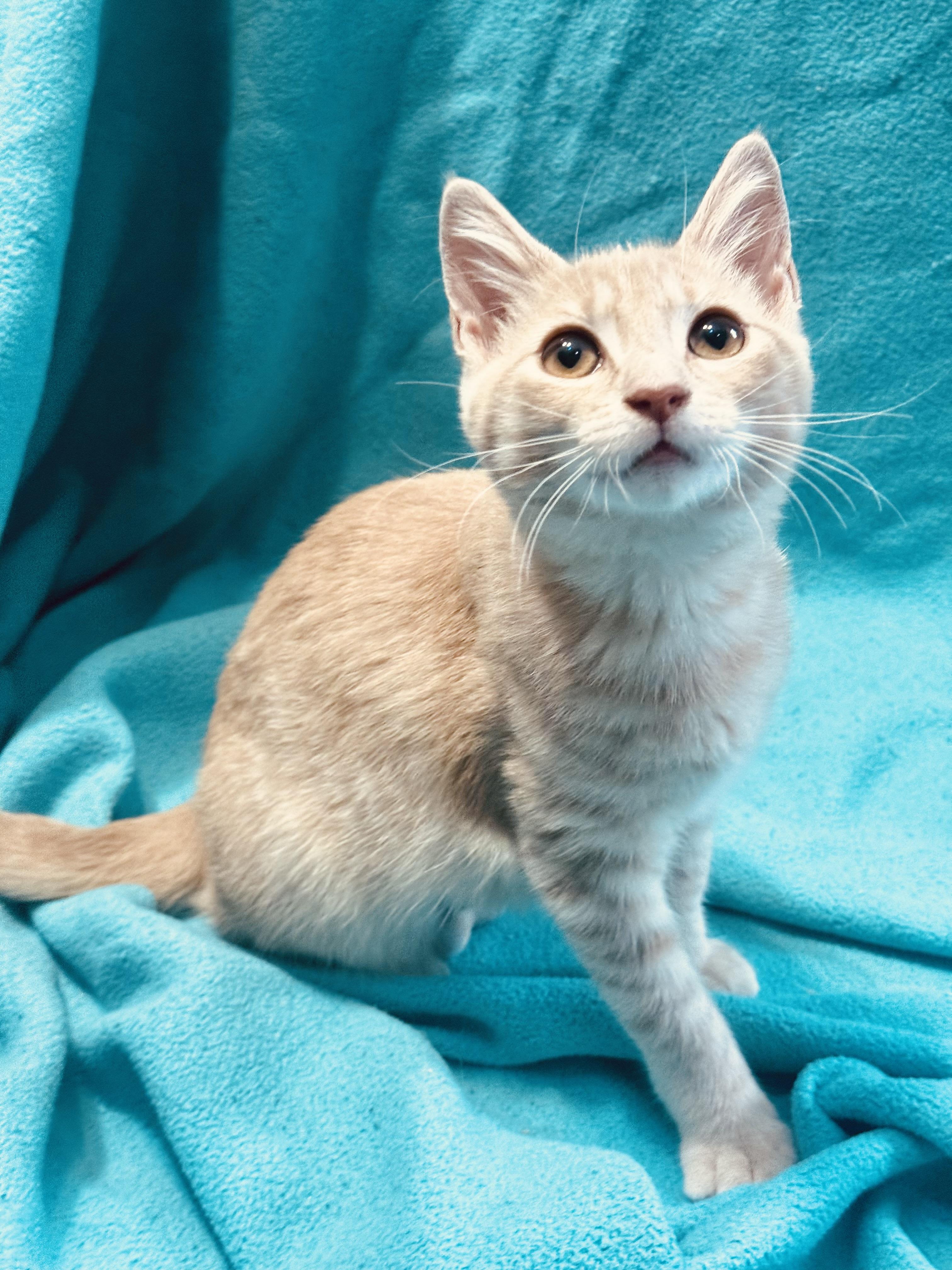 Enlarge Sophie (f) and Calcifer (m), a Adoptable Domestic Short Hair in Temple, PA image 4/6