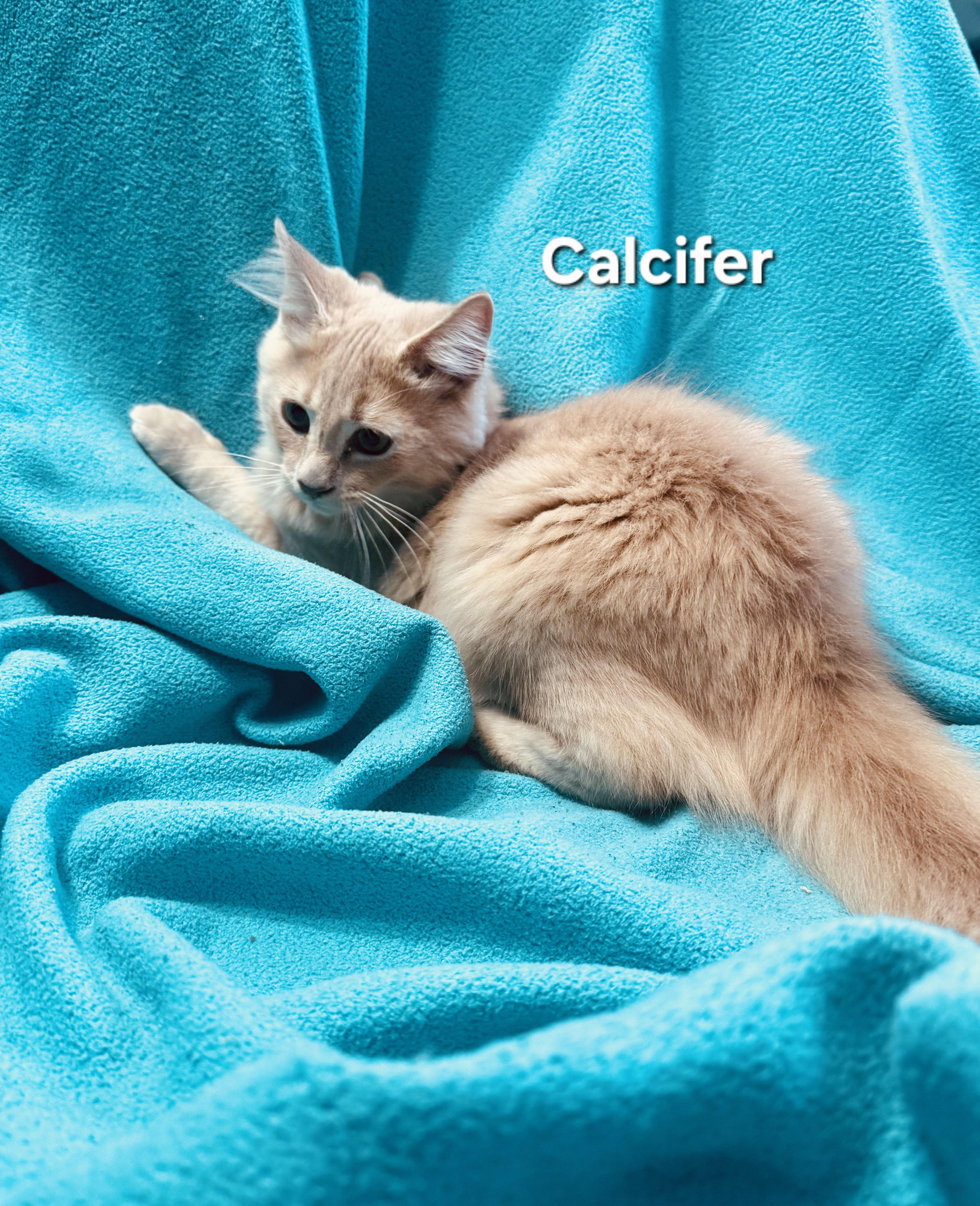 Enlarge Sophie (f) and Calcifer (m), a Adoptable Domestic Short Hair in Temple, PA image 3/6