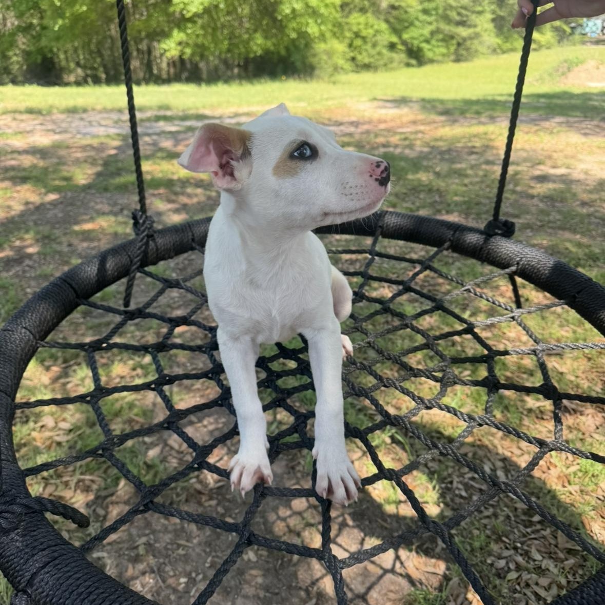 Pit Reece Dog for adoption - Reece, a Pit Bull Terrier & Coonhound Mix in Joliet ...