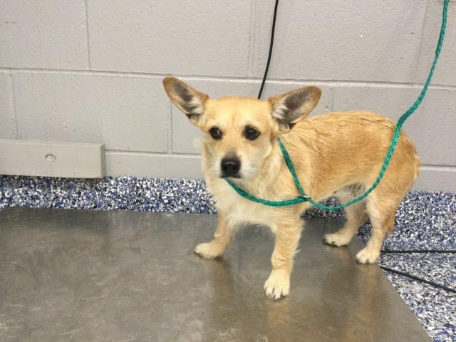 Scruffy, Adoptable, Adult Female Corgi.