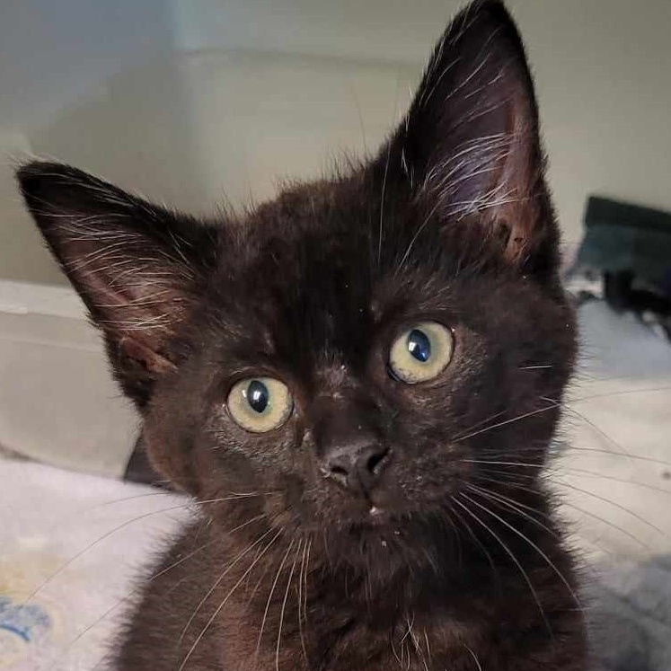 Ansel — thumbnail 3