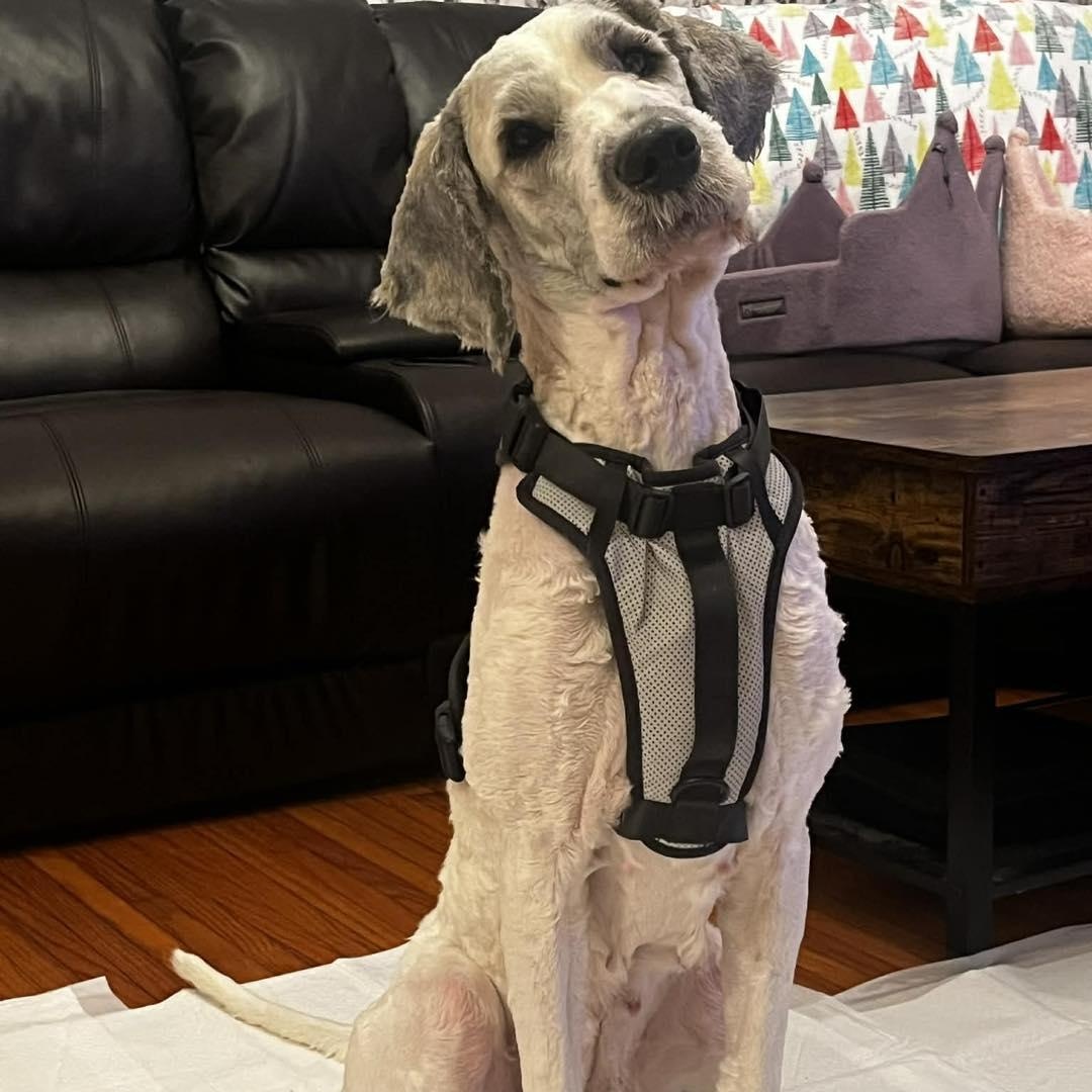 Sarah, ADOPTABLE, Young Female Labradoodle.