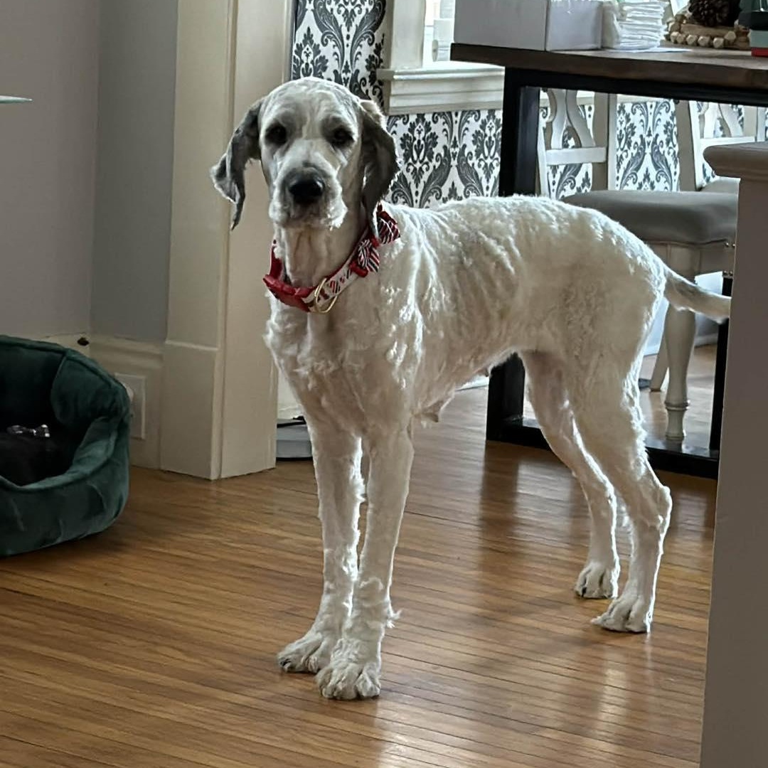 Enlarge Sarah, a ADOPTABLE mixed breed in St Thomas, ON image 3/4