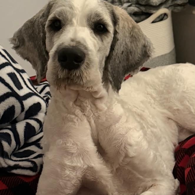 Enlarge Sarah, a ADOPTABLE mixed breed in St Thomas, ON image 2/4