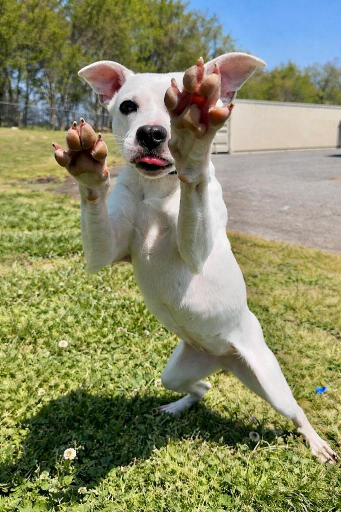 Clover McDash- Available, Adoptable, Young Female Mixed Breed.